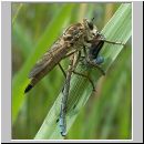 Philonicus albiceps - Sand-Raubfliege w02 18mm mit Becherazurjungfer-Enallagma cyathigerum.jpg